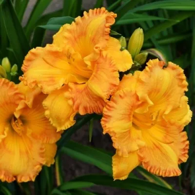 Лилейник Orange Nassau фото