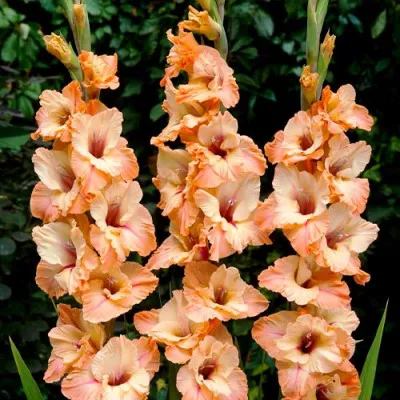 Гладиолус Orange Sabor фото