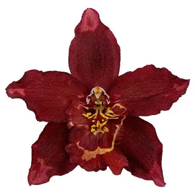Орхидея Odontoglossum Winered фото