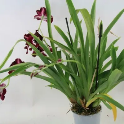Орхидея Miltonia Flora фото
