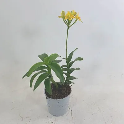 Орхидея Mini Epidendrum Yellow фото