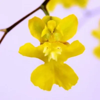 Орхидея Oncidium Misaki Yellow фото