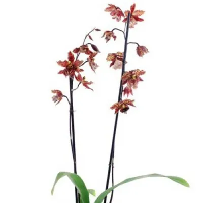 Орхидея Odontoglossum Stirbic фото