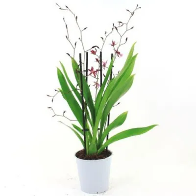 Орхидея Oncidium Mieke von Holm фото