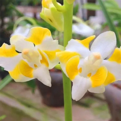 Орхидея Doritis фото