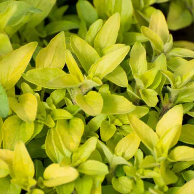 Орегано Aureum Gold фото