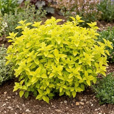 Орегано Aureum Gold фото