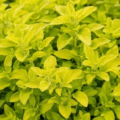 Орегано Aureum Gold фото
