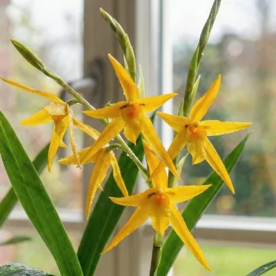 Орхидея Brassia Anita фото