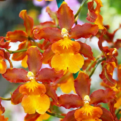 Орхидея Colmonara Indian Summer фото