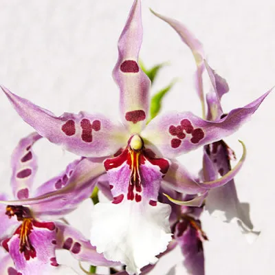 Орхидея Beallara Peggy Ruth фото