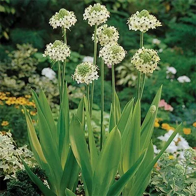 Орнитогалум Arabicum фото