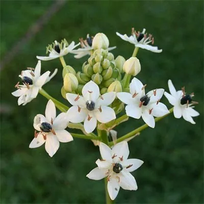 Орнитогалум Arabicum фото
