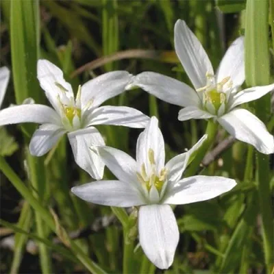 Орнитогалум Umbellatum фото