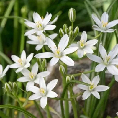 Орнитогалум Umbellatum фото