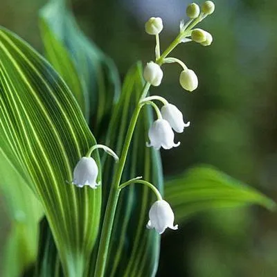 Ландыш Albostriata фото