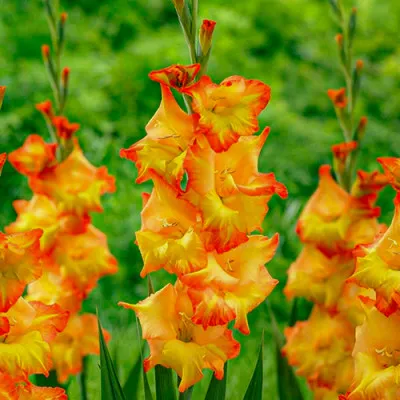 Гладиолус Ovatie фото
