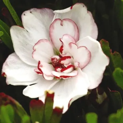 Оксалис (кислица) Double Pink Wonder фото