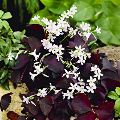Оксалис (кислица) Triangularis фото