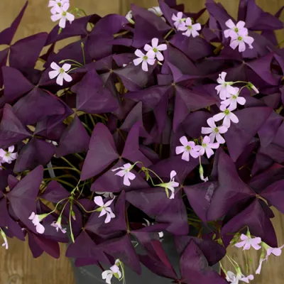 Оксалис (кислица) Burgundy Wine фото
