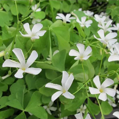 Оксалис (кислица) Triangularis Alba фото
