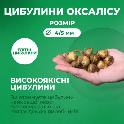Оксалис (кислица) Sunny фото