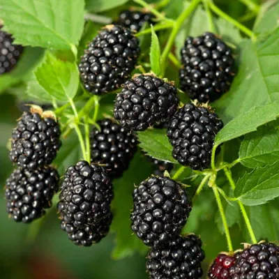 Ежевика Black Beauty фото