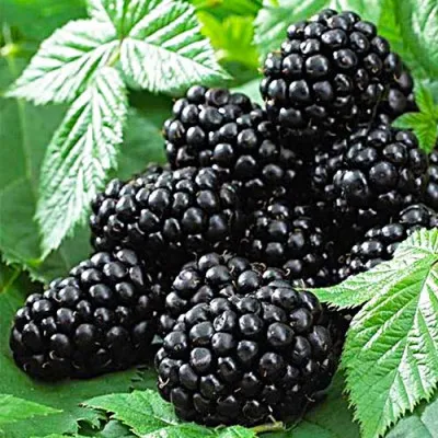 Ежевика ремонтантная Black Jam фото
