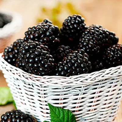 Ежевика ремонтантная Black Jam фото
