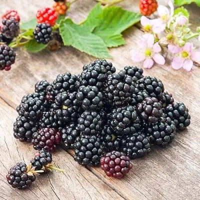 Ежевика Честер фото