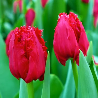 Тюльпан Mazda фото