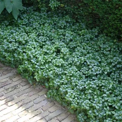 Пахизандра Green Sheen фото