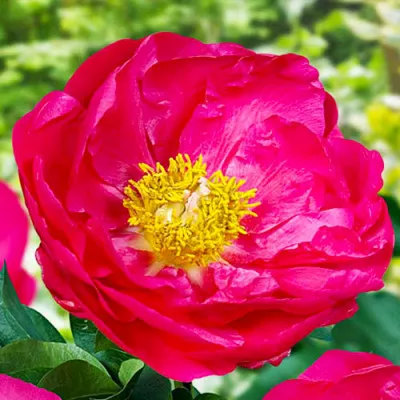 Пион Patio Peony Athens фото