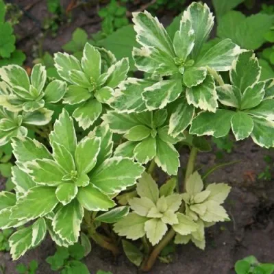 Пахизандра Variegata фото