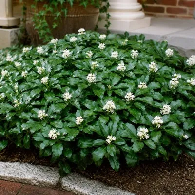 Пахизандра Green Sheen фото
