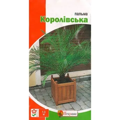 Пальма Королевская фото