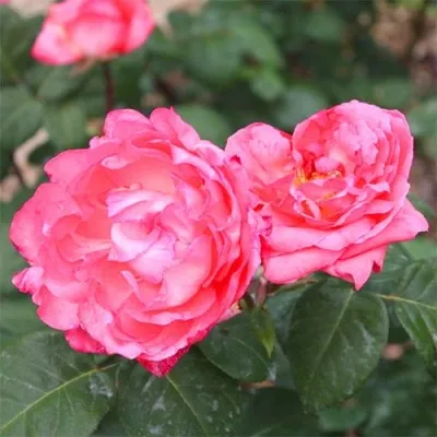 Роза Panthere Rose фото