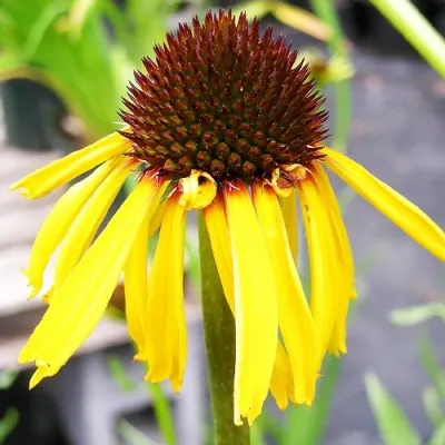 Эхинацея Paradoxa фото