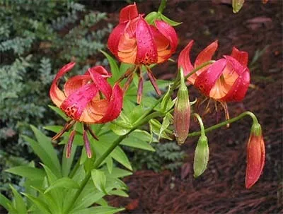 Лилия Pardalinum фото