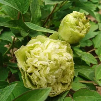 Пион Pea Green Dou Lu древовидный   фото