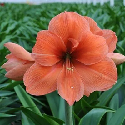 Амариллис Peach Melba фото