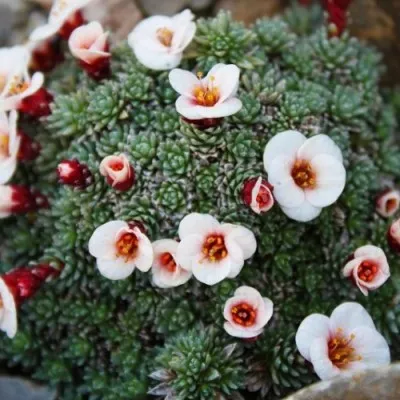 Камнеломка Peach Blossom фото