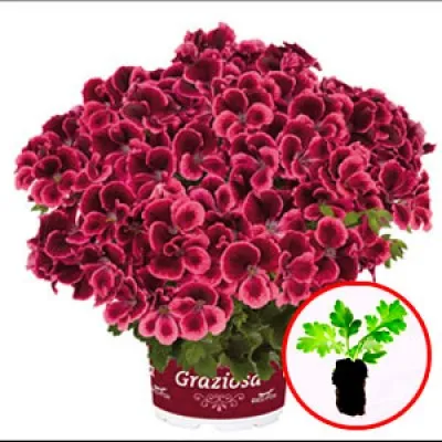 Пеларгония Graziosa Royal Salmon фото