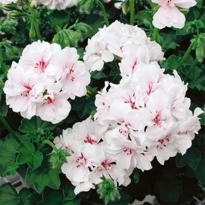 Пеларгония Double Blanche Roche фото