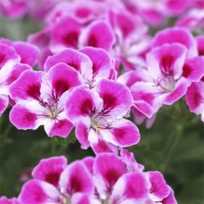 Пеларгония Pinkerbell фото