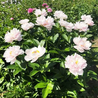Пион Pink Vanguard фото