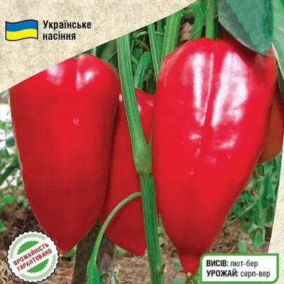 Перец сладкий Бивень фото