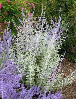 Перовския Silvery Blue фото