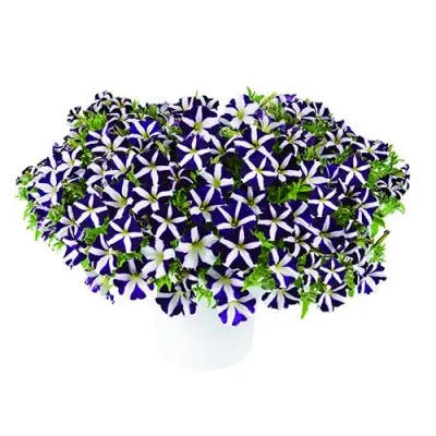 Петуния Amore Purple Heart фото