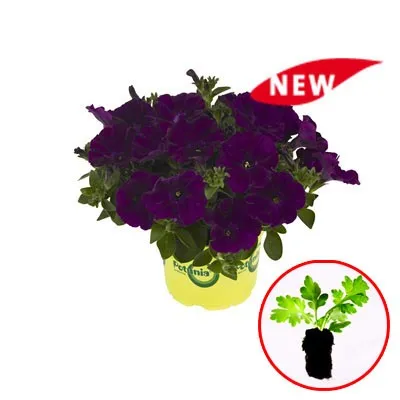 Петуния Potunia Cobalt Blue фото